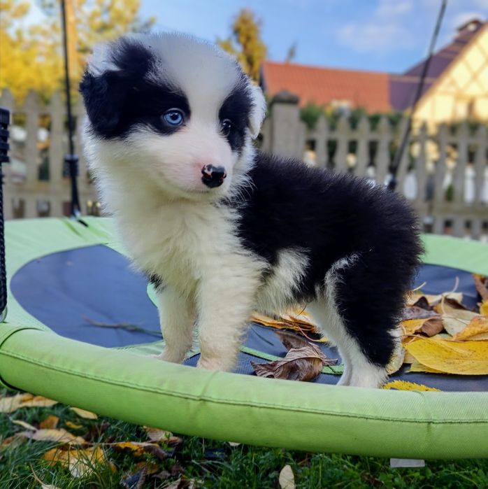 Border Collie piesek Pirat niebieskie oko