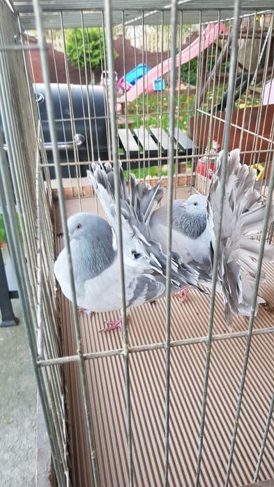 Gołębie Pawiki srebrne para