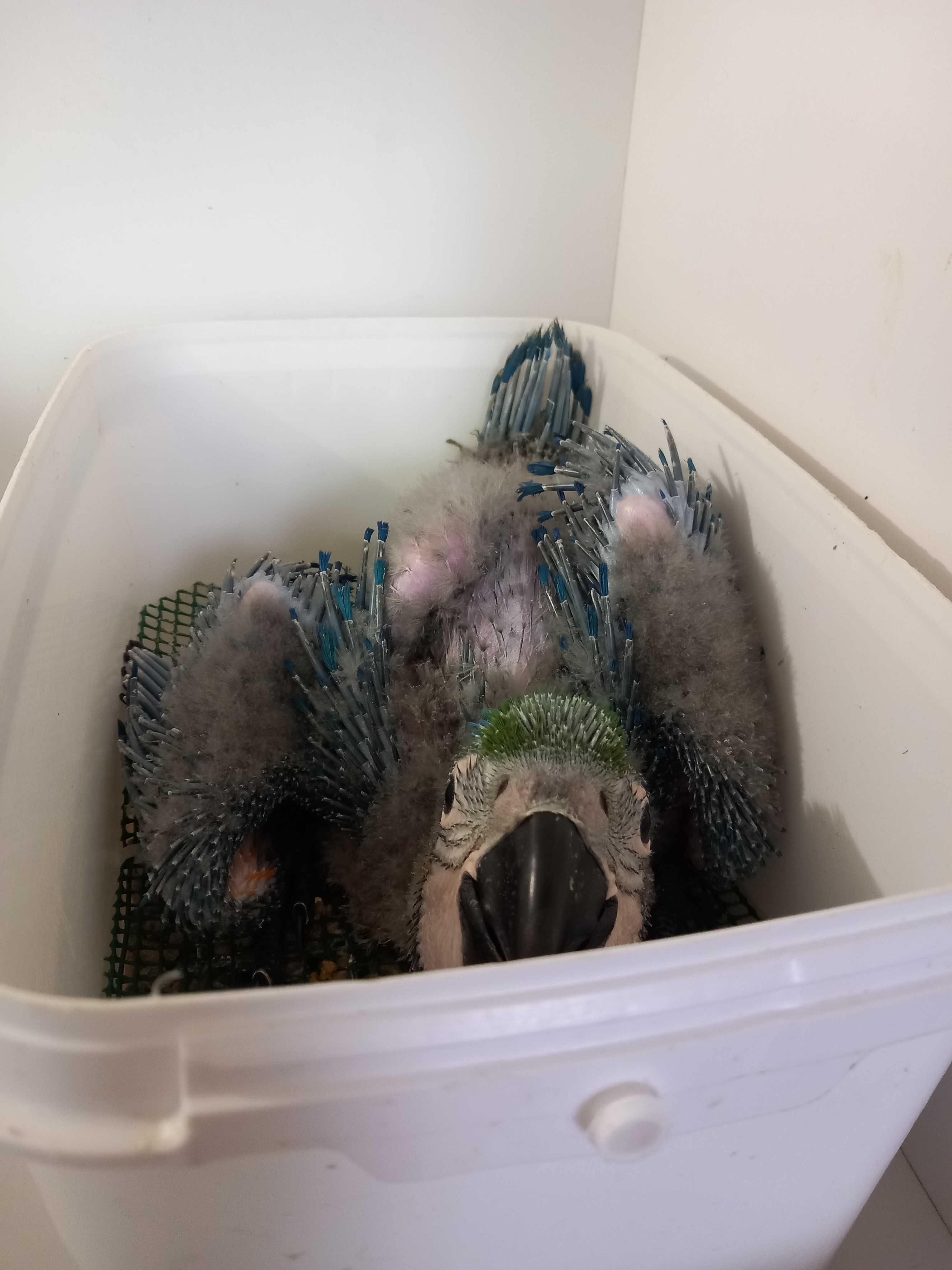 Arara ararauna bebé com 6 semanas