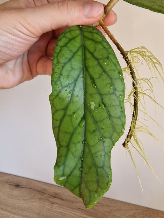 Hoya Golden Eye dwulistna ukorzeniona