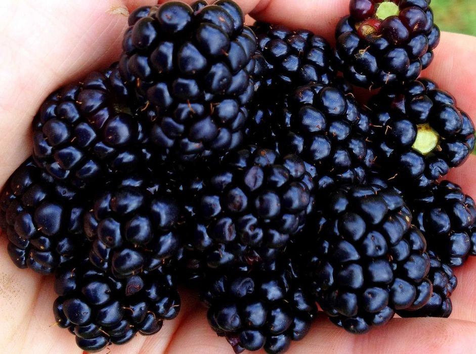 plantas de amora negra