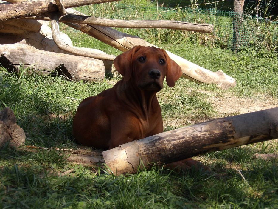 Rodzinny towarzysz życia – szczeniak Rhodesian Ridgeback FCI