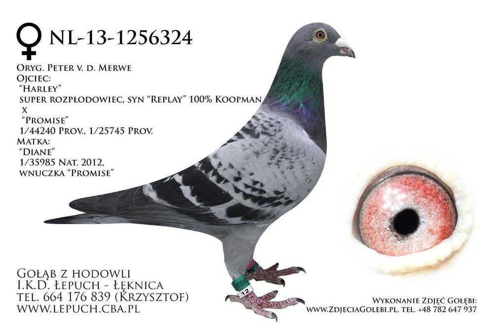 Gołębie Pocztowe - I.K.D. łepuch