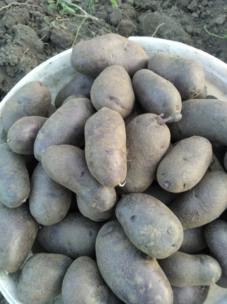 Продам насіння картоплі різних сортів