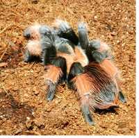 Brachypelma emilia самки паука птицееда для новичков