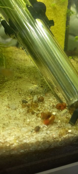 ciclídeo polar azul papagaio,