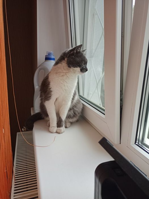 Стерильна кішечка в добрі руки