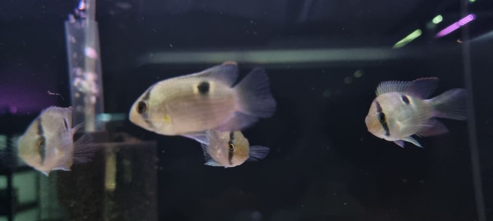 Akara z maroni (wysyłamy)