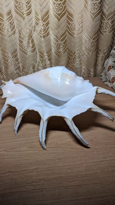 Ракушки океанические, два вида