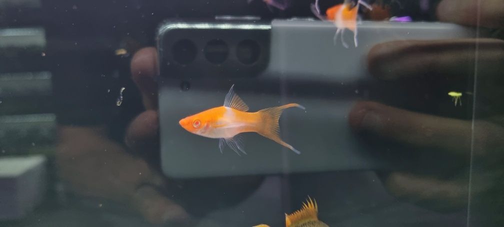 Mieczyk koi weloniasty