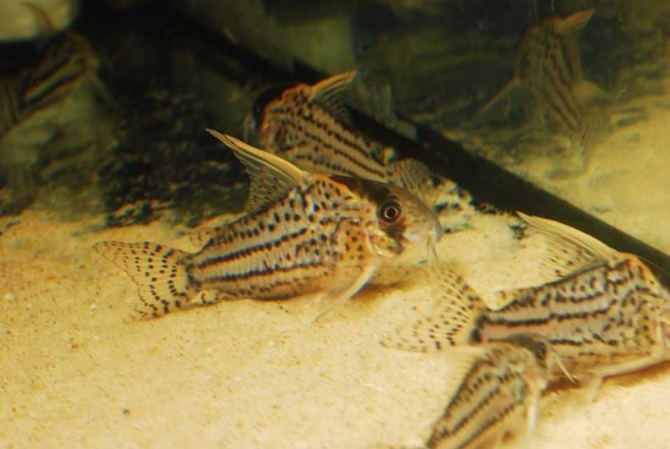 Kirysek Corydoras super schwartzi LABREA WF Brazylia!