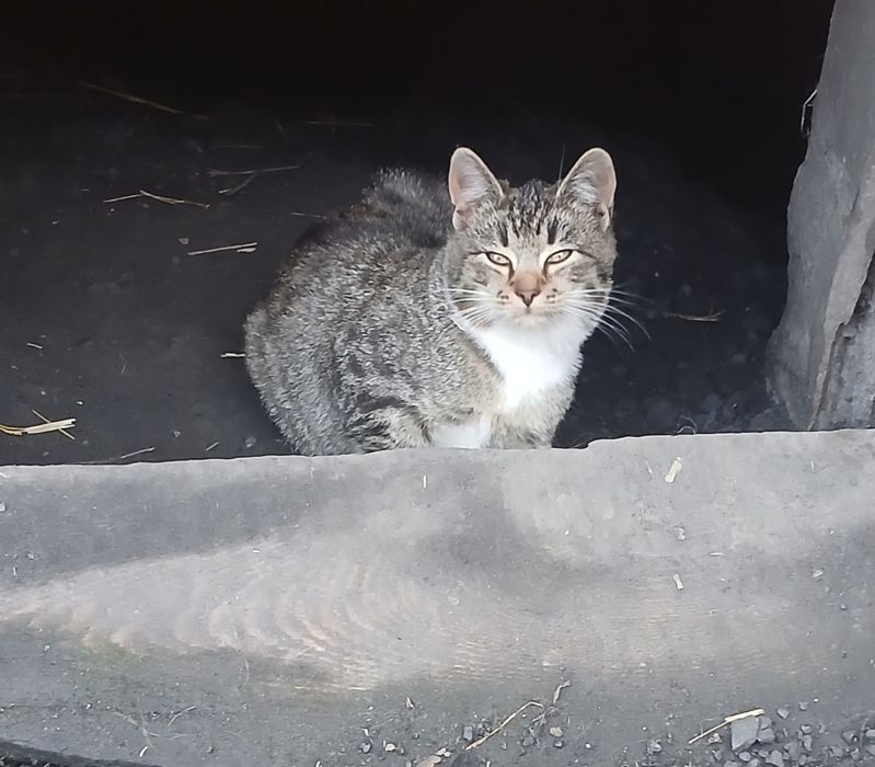 Oddam koteczkę  w dobre ręce