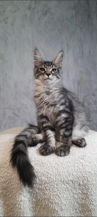 Котята Мей-кун  серебро