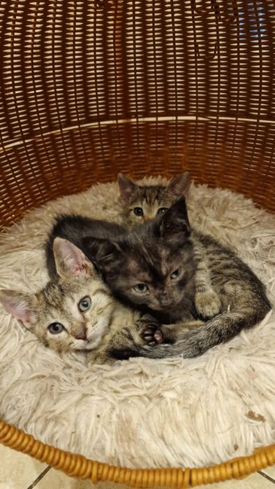 Śliczne malutkie kociaki