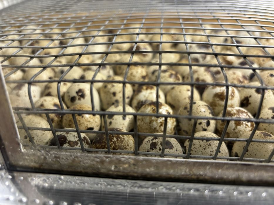 Яйця для інкубації перепелині, техас