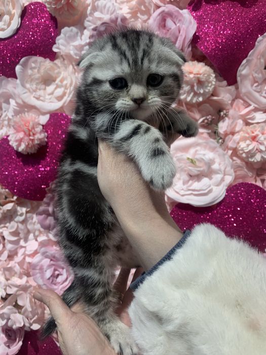 Котенок мальчик с документами!