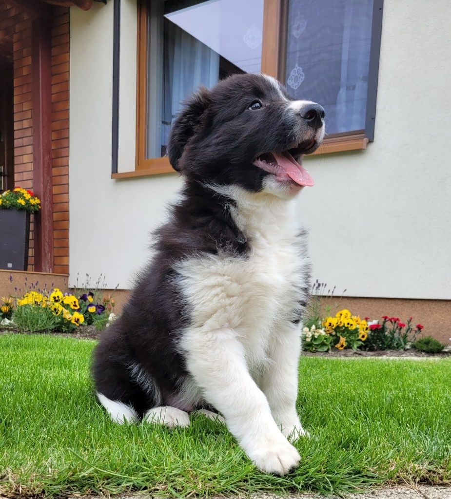 Border Colie piesek