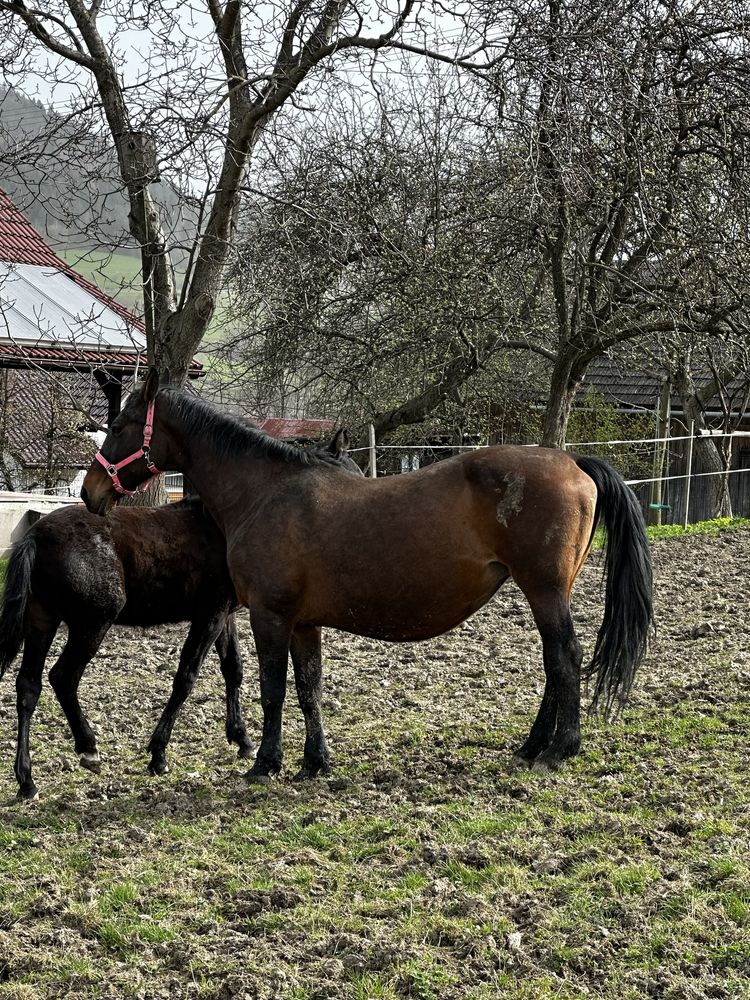 Sprzedam źrebną klacz