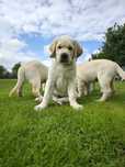 Labrador Retriever Piesek Związek Kynologiczny w