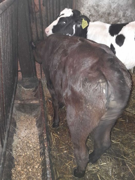 Byczki cielaki sprzedam