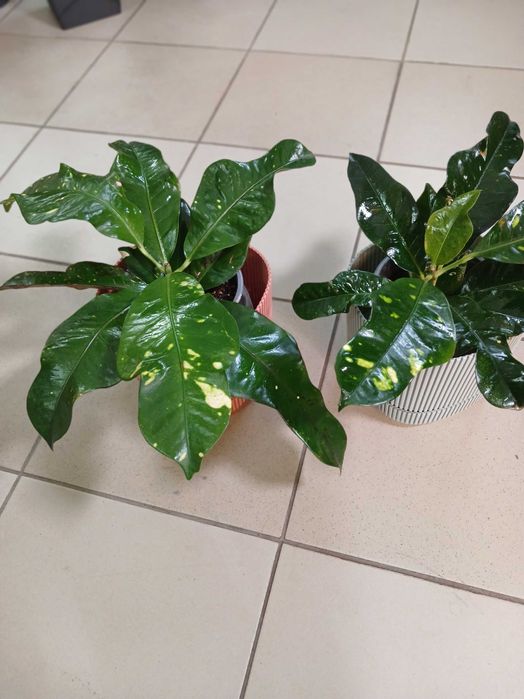 Кротон. Квіти для інтерєру.