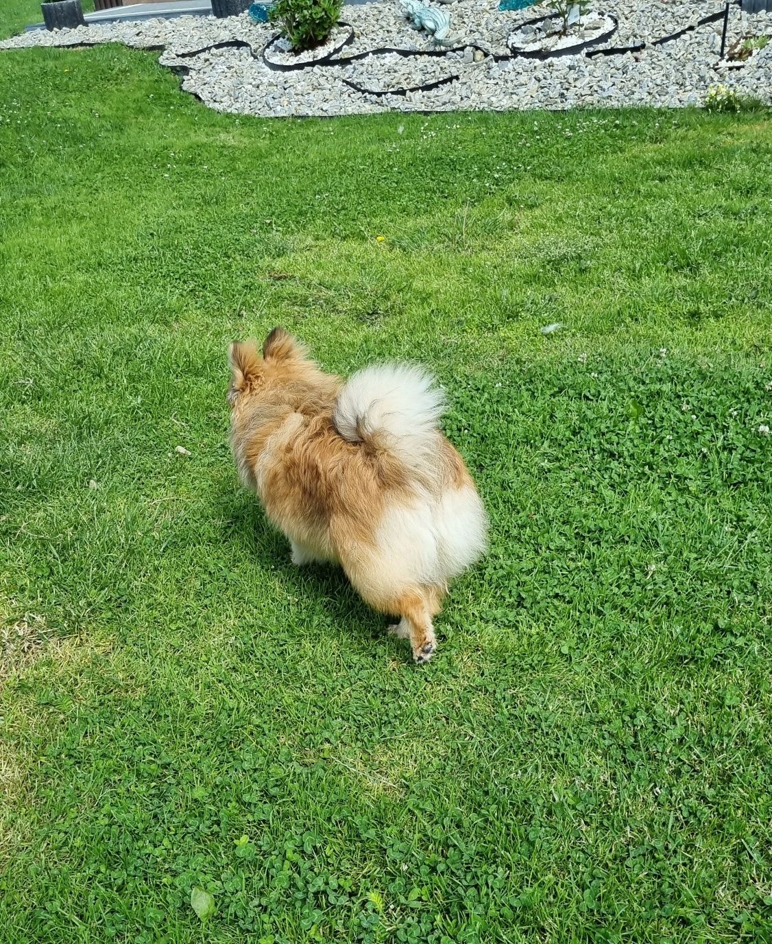 Piękna sunia  rasy szpic miniaturowy pomeranian.