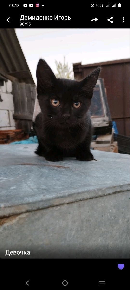 Котята дівчата та мальчики