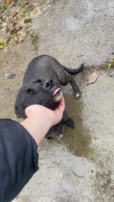 В добрі руки собачка