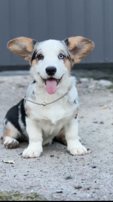 Дівчинка вельш коргі кардиган