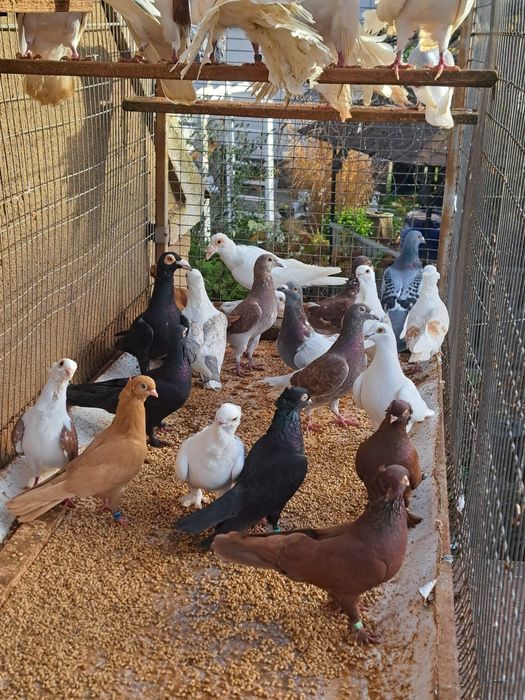 Gołębie gołąb ptaki ozdobne likwidacja hodowli