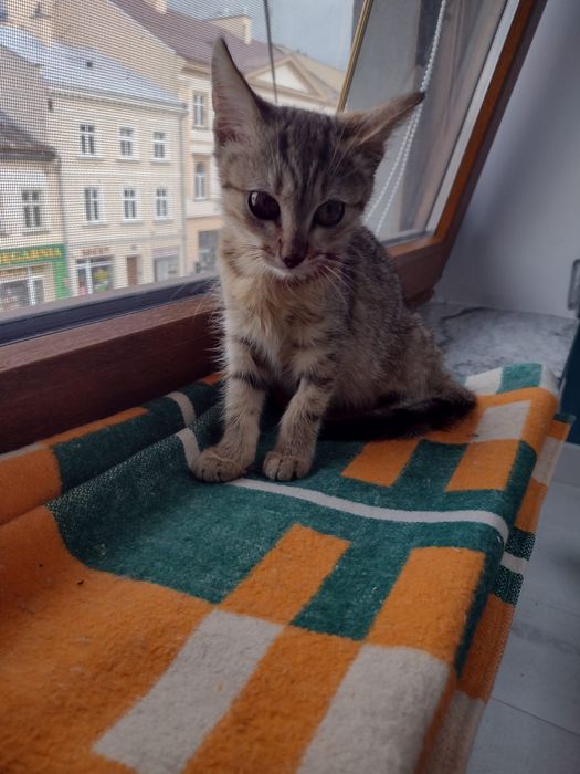 Mysza szuka schronienia < 3