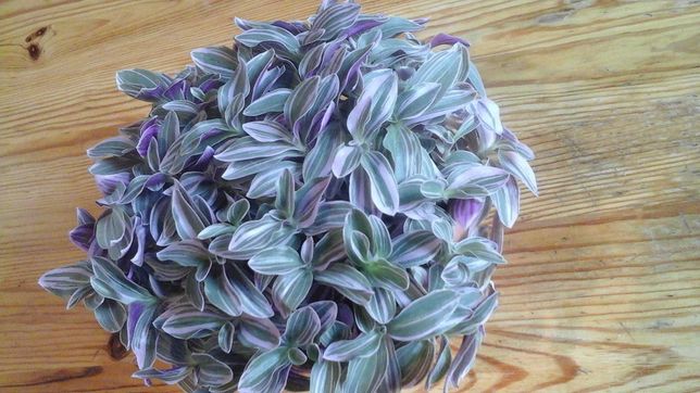 Trzykrotka sweetness,Calisia ogon smoka variegata