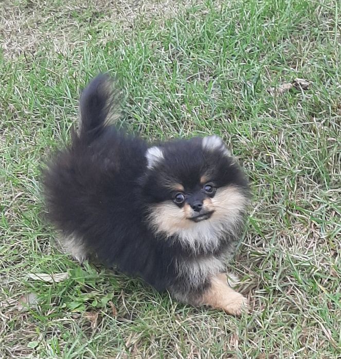 ONA szpic miniaturowy pomeranian