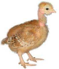 яйце іспанки червоної