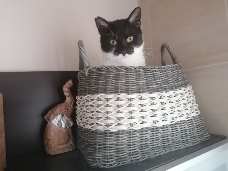 Kocurek Zorro do adopcji