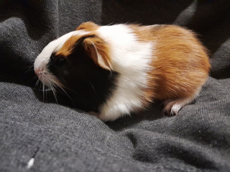 Морська свинка. Ручна