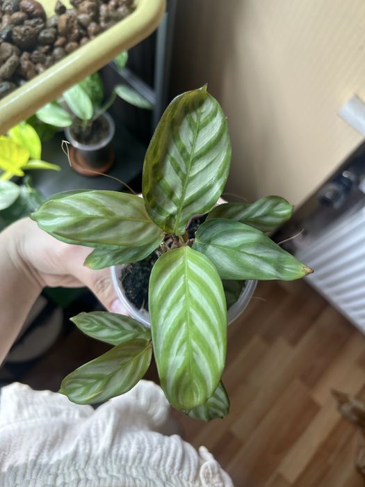 Калатея, бегонія обмін