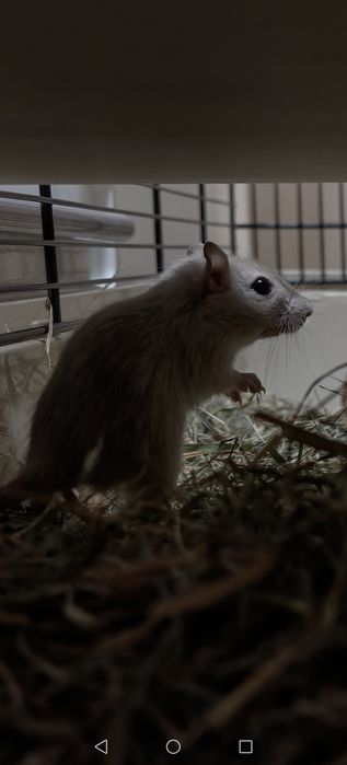 Myszoskoczki oddam w dobre ręce