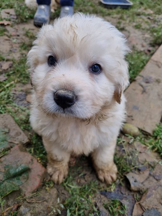 Pieski szukają domu