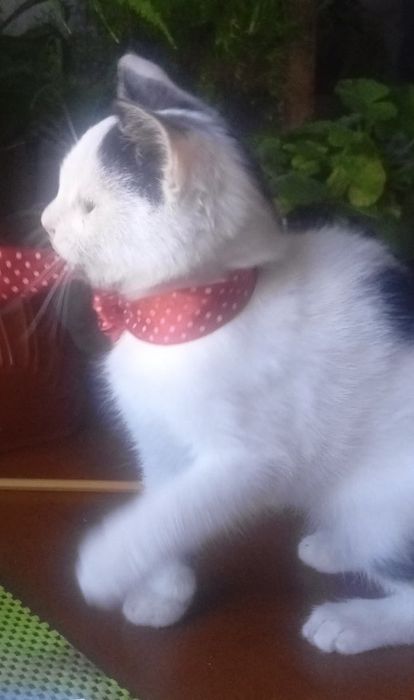 Белые плюшевые котята 2мес кошеня котенок белый белая кішечка