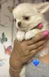 Chihuahua cudny chlopiec FCI