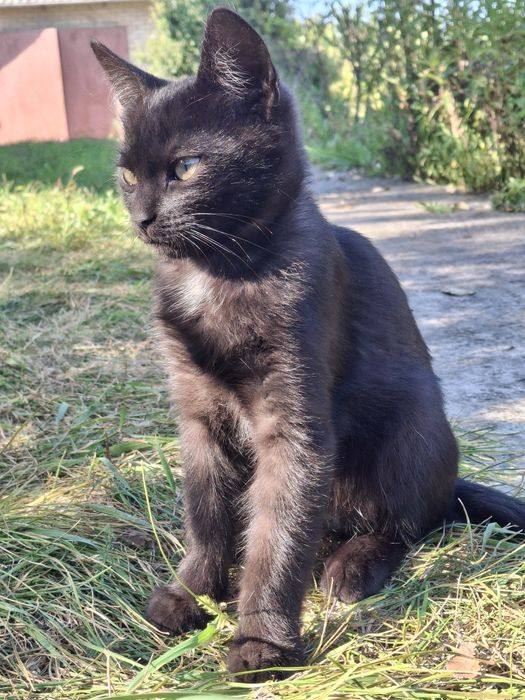 Чорне кошеня, хлопчик. 4 місяці. Київ та область