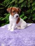 ZURI Jack Russell Terrier suczka