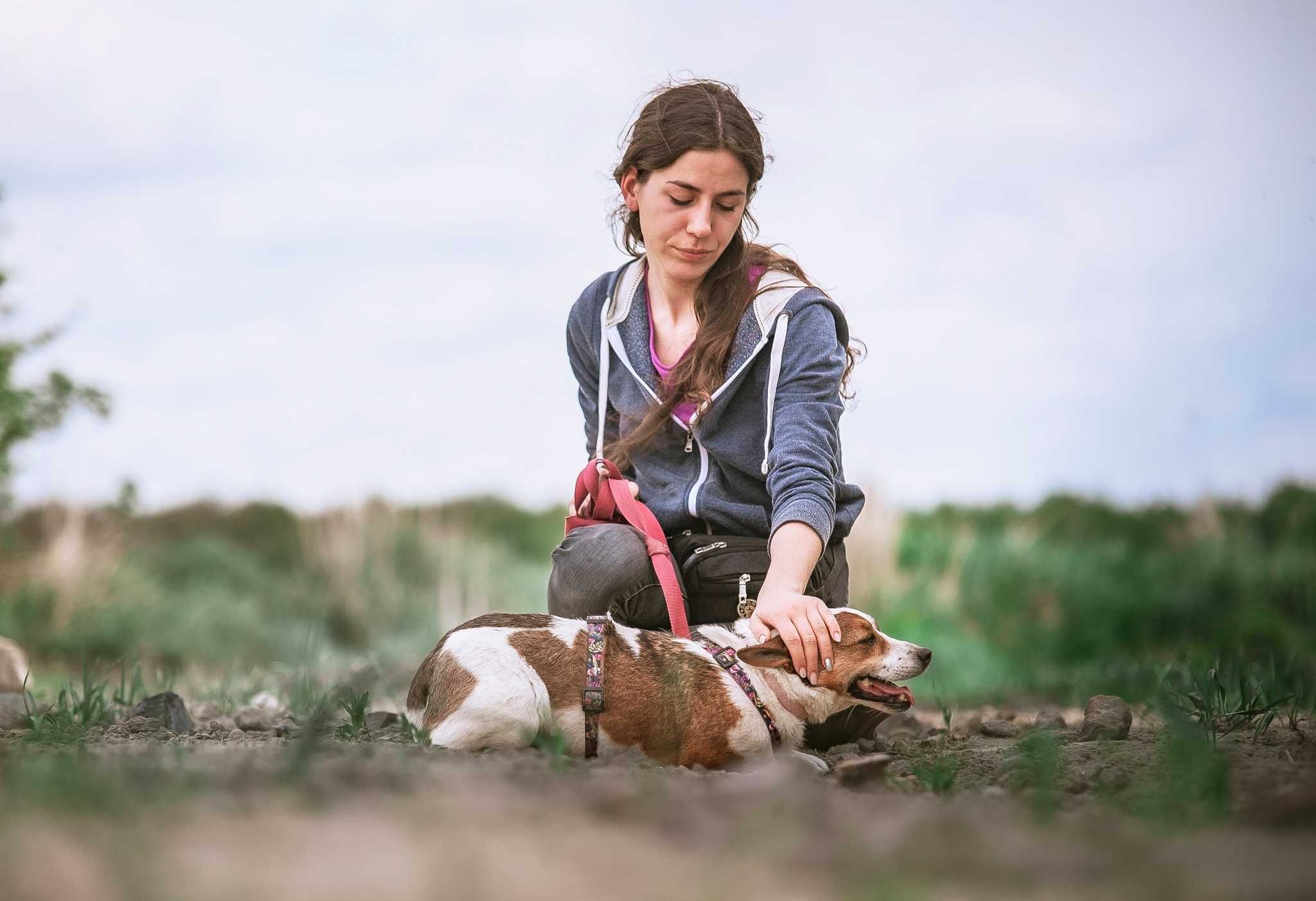 Stich jak jack russel szuka wyrozumiałego domu ADOPCJA