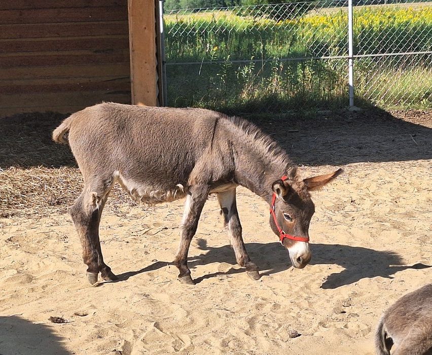 Ośliczka do adopcji