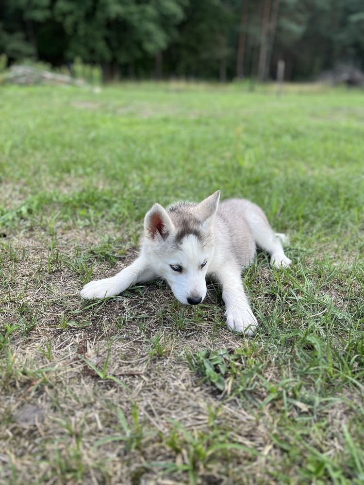 Husky Siberian/Syberian