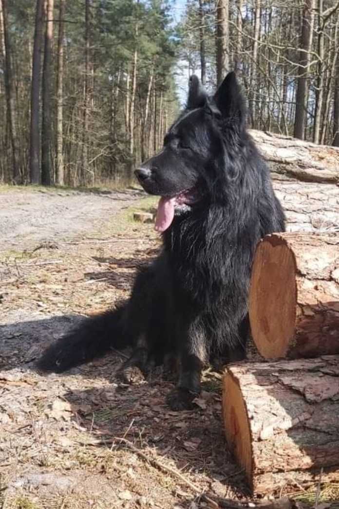 Owczarek niemiecki