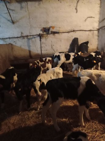 Vendo vitelos turinos com 3 semanas a 1 mês de idade