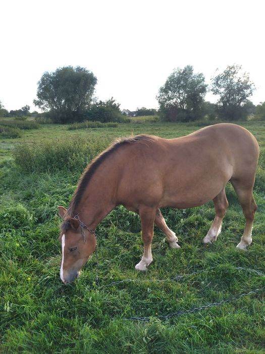 Продам коня. Новоалександровский ваговоз