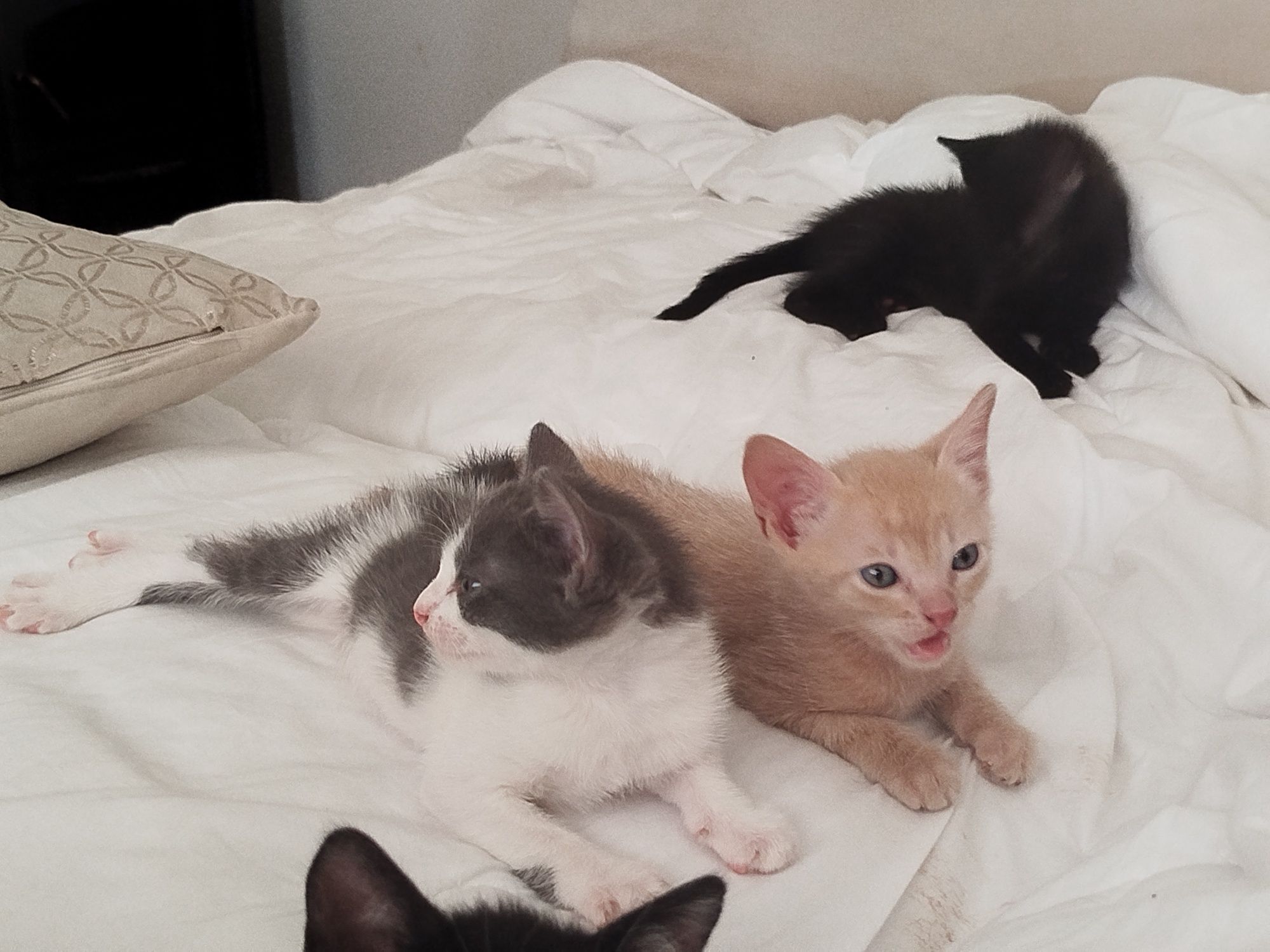 Gatinhos para Adoção responsável